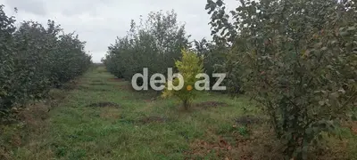 Xaçmaz rayonu, Həsənqala kəndində 20 sot fındıq bağı və tikinti — kiçik şəkil 2