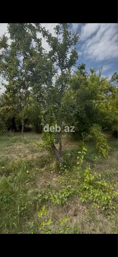 12 sot, Tikinti, Mülkiyyətçi, Kupça (Çıxarış) — kiçik şəkil 4
