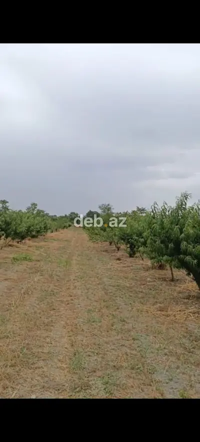 - Çıxarışı var. Kənd təsərrüfatı təyinatlı torpaqdır. - 1.27 hektar — kiçik şəkil 1