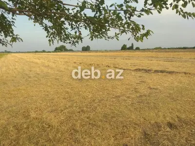 Kənd təsərrüfatı — kiçik şəkil 8