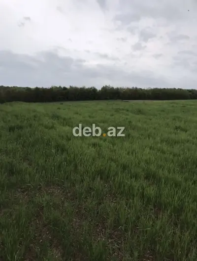 Zərdabda 130 sot (1.3 ha) kənd təsərrüfatı və istirahət təyinatlı torpaq sahəsi satılır — kiçik şəkil 2