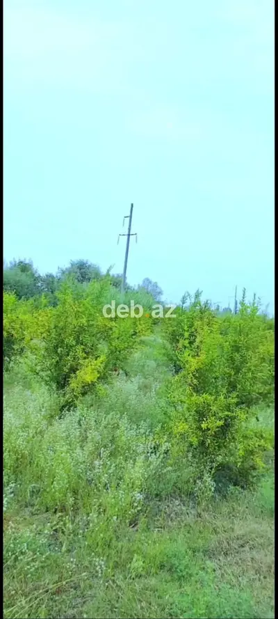 650 sot, Kənd təsərrüfatı, Maklerlər narahat etməsin, Kupça (Çıxarış) — kiçik şəkil 12