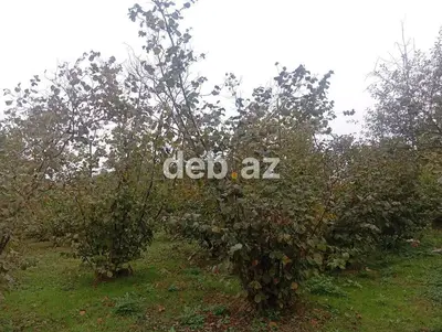 0.23 sot torpaq sahəsi satılır.Torpaq sahəsi əsas yoldan 100metr — kiçik şəkil 3