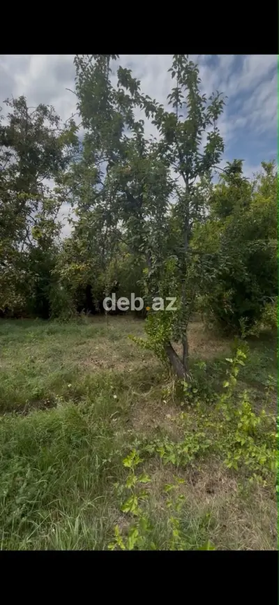 12 sot, Tikinti, Mülkiyyətçi, Kupça (Çıxarış) — kiçik şəkil 2