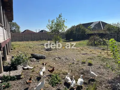 11 sot, Kupça (Çıxarış) — kiçik şəkil 3