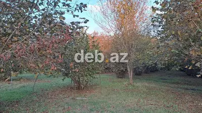 Kənd təsərrüfatı — kiçik şəkil 1