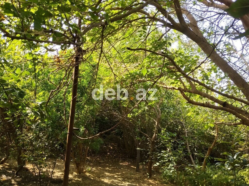 3 sot, Tikinti, Mülkiyyətçi, Bələdiyyə — Sabunçu, Bakı