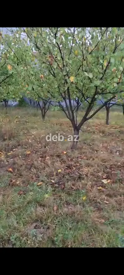 23 sot, Kənd təsərrüfatı, Mülkiyyətçi — kiçik şəkil 3