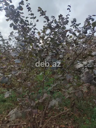 15 sot, Tikinti — kiçik şəkil 7