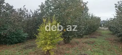 Xaçmaz rayonu, Həsənqala kəndində 20 sot fındıq bağı və tikinti — kiçik şəkil 6