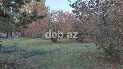 Kənd təsərrüfatı — kiçik şəkil 2
