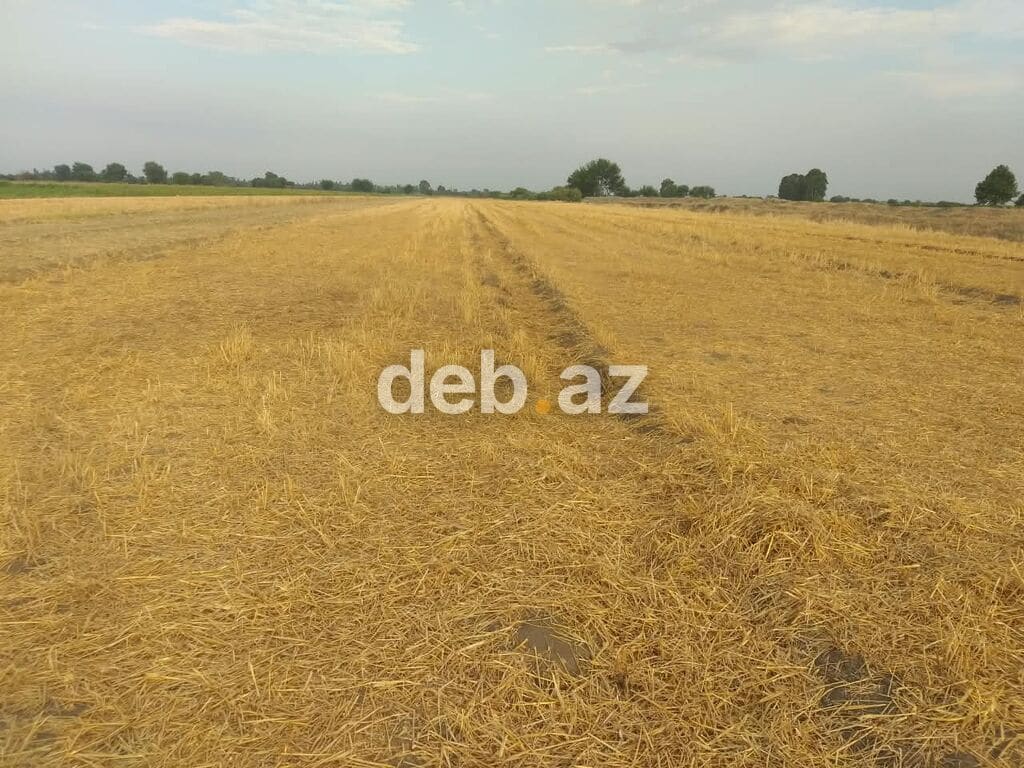 Kənd təsərrüfatı — şəkil 1
