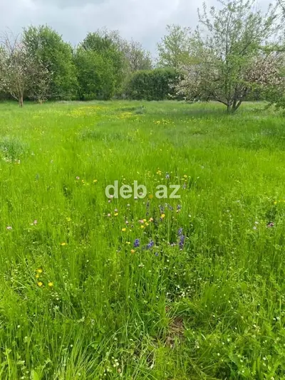 43 sot, Tikinti, Mülkiyyətçi, Kupça (Çıxarış) — kiçik şəkil 3