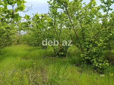 Kənd təsərrüfatı — kiçik şəkil 3