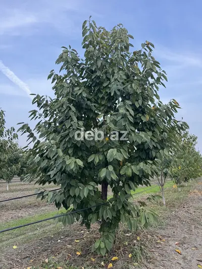 300 sot, Kənd təsərrüfatı, Mülkiyyətçi, Kupça (Çıxarış) — kiçik şəkil 3
