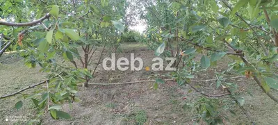 10 sot, Tikinti, Mülkiyyətçi, Kupça (Çıxarış) — kiçik şəkil 2
