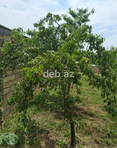 Nağaraxana, 328 kv. m, 4 otaqlı, Hovuzsuz, Kanalizasiya, Kombi, Artezian quyusu — kiçik şəkil 12