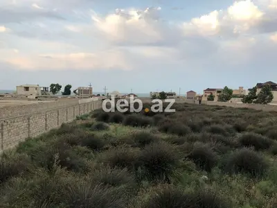 50 sot, Tikinti, Kupça (Çıxarış) — kiçik şəkil 4