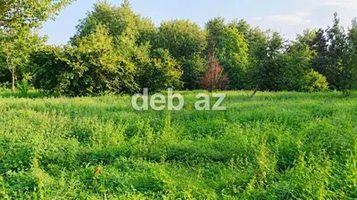 30 sot, Biznes üçün, Mülkiyyətçi, Kupça (Çıxarış) — kiçik şəkil 1