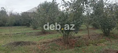 Xaçmaz rayonu, Həsənqala kəndində 20 sot fındıq bağı və tikinti — kiçik şəkil 4
