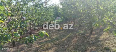 10 sot, Tikinti, Mülkiyyətçi, Kupça (Çıxarış) — kiçik şəkil 13
