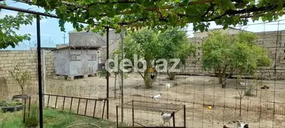 Tikinti, Bələdiyyə — kiçik şəkil 1