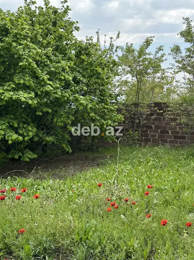 31 sot, Tikinti, Mülkiyyətçi, Kupça (Çıxarış) — kiçik şəkil 12