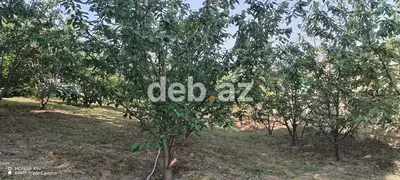 10 sot, Tikinti, Mülkiyyətçi, Kupça (Çıxarış) — kiçik şəkil 12