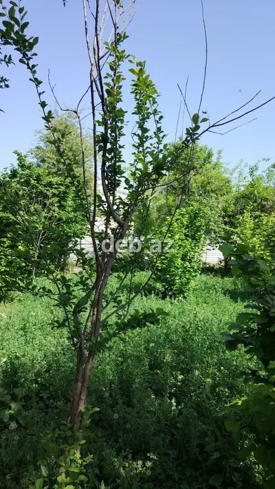 30 sot, Biznes üçün, Mülkiyyətçi, Kupça (Çıxarış) — kiçik şəkil 5