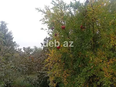 0.23 sot torpaq sahəsi satılır.Torpaq sahəsi əsas yoldan 100metr — kiçik şəkil 2