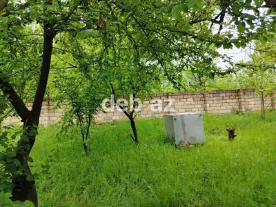 Satılır: yaşıllıqla əhatə olunmuş həyətyanı torpaq sahəsi - Geniş — kiçik şəkil 4