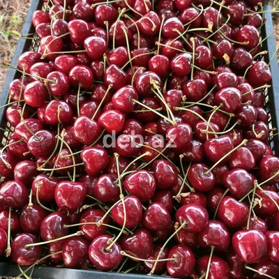 2000 sot, Kənd təsərrüfatı, Maklerlər narahat etməsin, Kupça (Çıxarış) — kiçik şəkil 4