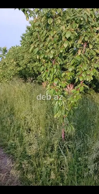 2000 sot, Kənd təsərrüfatı, Maklerlər narahat etməsin, Kupça (Çıxarış) — kiçik şəkil 7
