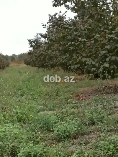 Kənd təsərrüfatı, Mülkiyyətçi, Kupça (Çıxarış) — kiçik şəkil 12