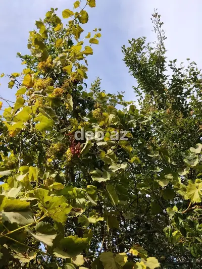 3 sot, Tikinti, Mülkiyyətçi, Bələdiyyə — kiçik şəkil 2