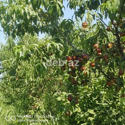 3.2 hektar (320 sot) kənd təsərrüfatı təyinatlı kupçalı torpaq satılır — kiçik şəkil 3
