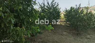 10 sot, Tikinti, Mülkiyyətçi, Kupça (Çıxarış) — kiçik şəkil 5