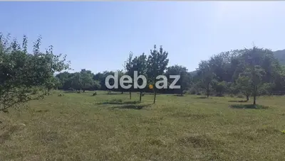 43 sot, Tikinti, Kupça (Çıxarış) — kiçik şəkil 2