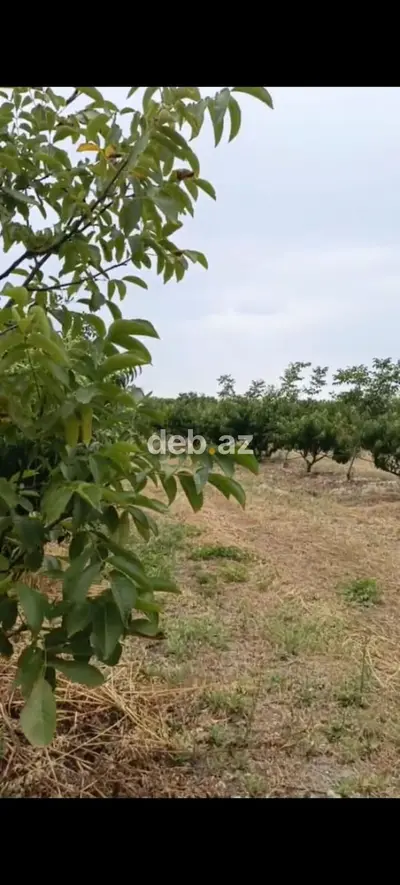 - Çıxarışı var. Kənd təsərrüfatı təyinatlı torpaqdır. - 1.27 hektar — kiçik şəkil 12