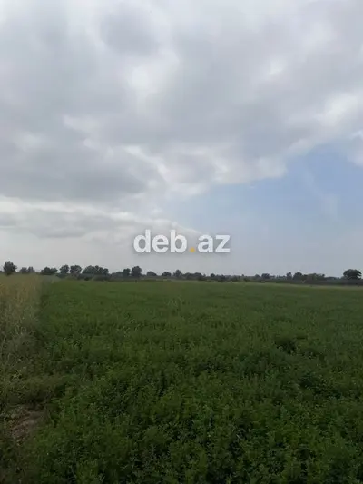 1.14 hektar (114 sot) kənd təsərrüfatı təyinatlı sənədli torpaq sahəsi satılır — kiçik şəkil 6