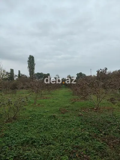 15 sot, Tikinti — kiçik şəkil 1