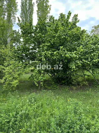 31 sot, Tikinti, Mülkiyyətçi, Kupça (Çıxarış) — kiçik şəkil 3