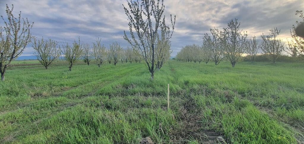 Xaçmaz Çaxmaqlıda 2.35 hektar gilas bağı və aqrar torpaq sahəsi satılır (Mülkiyyət) — şəkil 1