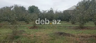 Xaçmaz rayonu, Həsənqala kəndində 20 sot fındıq bağı və tikinti — kiçik şəkil 7