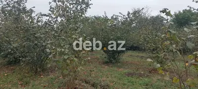 Xaçmaz rayonu, Həsənqala kəndində 20 sot fındıq bağı və tikinti — kiçik şəkil 1