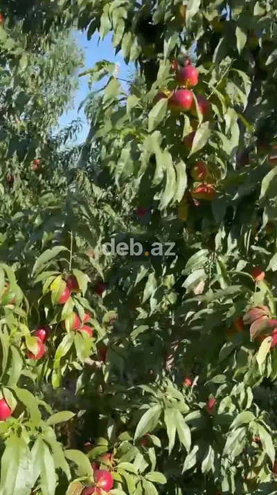 150 sot, Kənd təsərrüfatı, Mülkiyyətçi, Kupça (Çıxarış) — kiçik şəkil 2