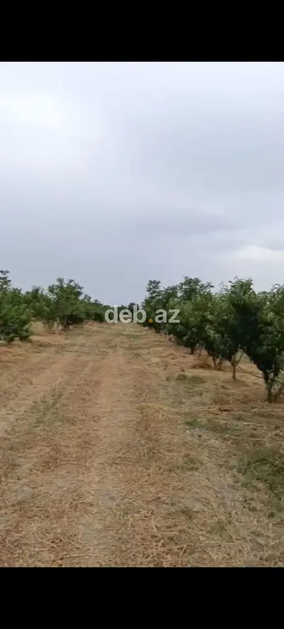 - Çıxarışı var. Kənd təsərrüfatı təyinatlı torpaqdır. - 1.27 hektar — kiçik şəkil 2