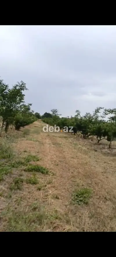 - Çıxarışı var. Kənd təsərrüfatı təyinatlı torpaqdır. - 1.27 hektar — kiçik şəkil 4