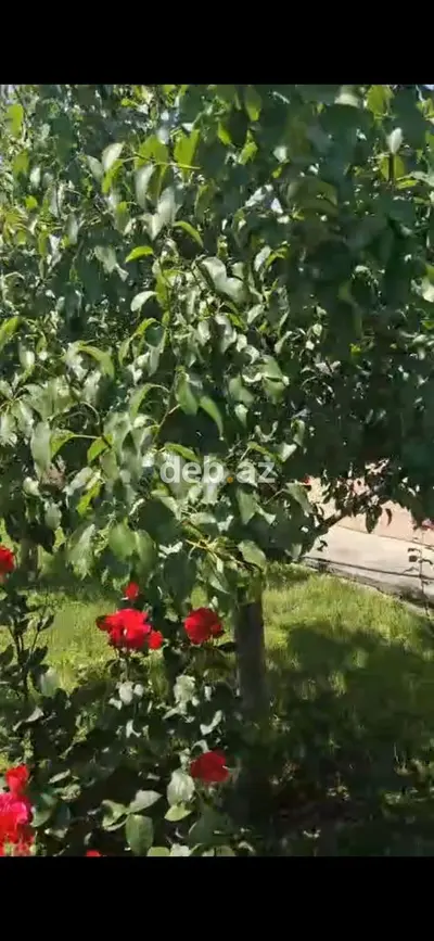 Qebelede Heyet Evi Satilir — Asan Xidmətə Yaxın Paket Kupçalı 6 Sotda Ev — kiçik şəkil 25