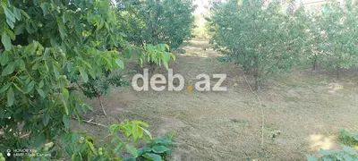 10 sot, Tikinti, Mülkiyyətçi, Kupça (Çıxarış) — kiçik şəkil 4